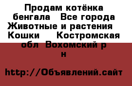 Продам котёнка бенгала - Все города Животные и растения » Кошки   . Костромская обл.,Вохомский р-н